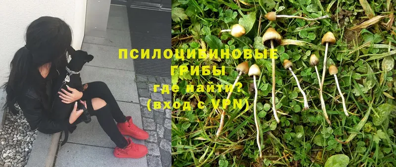 дарнет шоп  Островной  Псилоцибиновые грибы MAGIC MUSHROOMS 